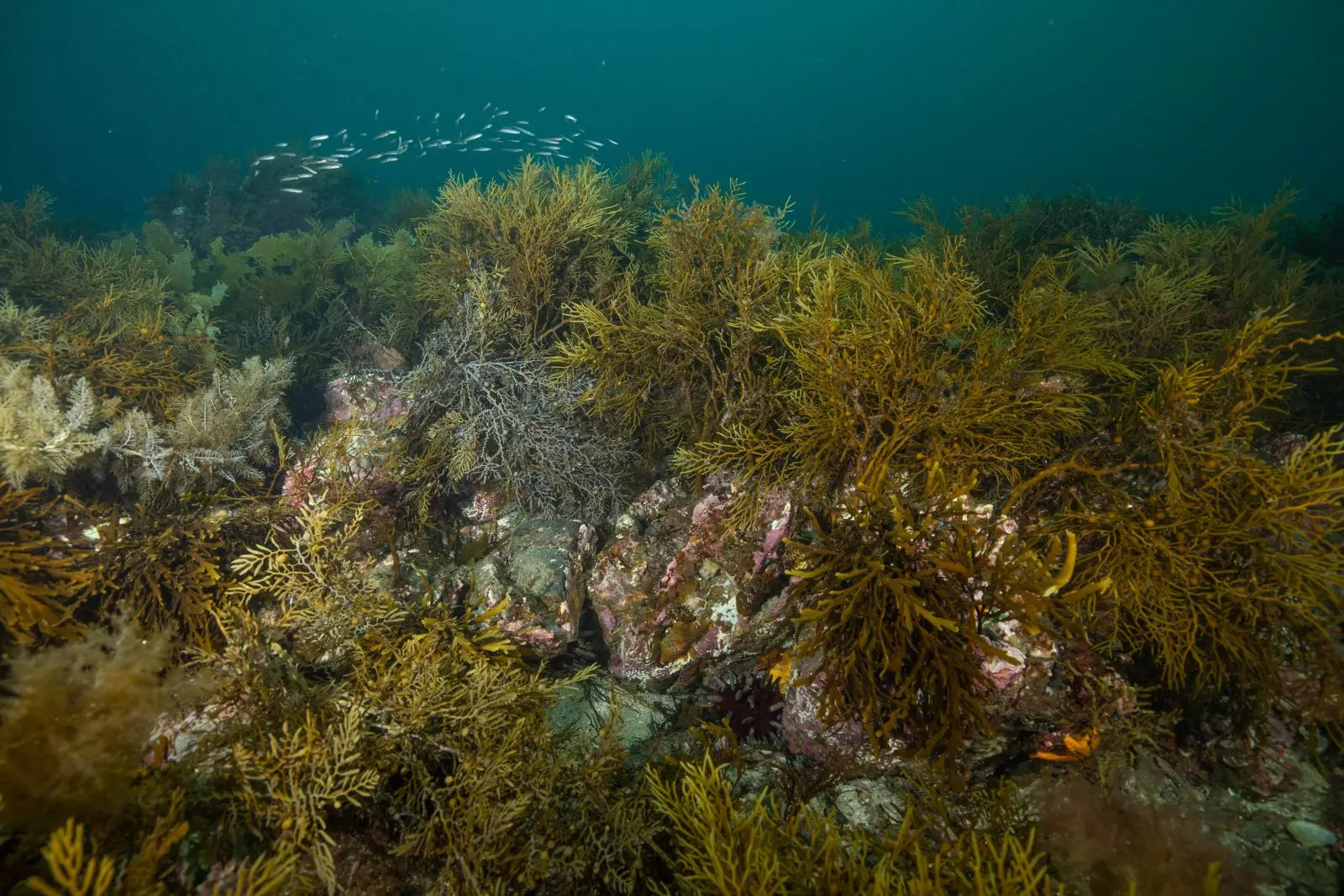 Ocean Image Bank Stefan Andrews 25 1600x1067